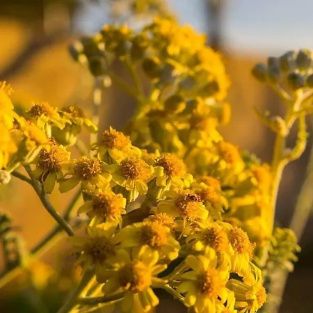 Πανσιόν Tia 3*